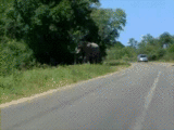 Olifant GIF. Dieren Olifant Gifs Lint 