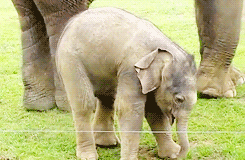 Olifant GIF. Dieren Wandelen Olifant Gifs 