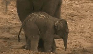 Dieren Olifant Baby Hallo Gifs 