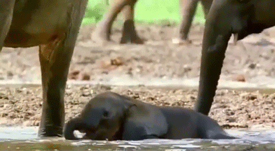 Dieren Olifant Gifs 