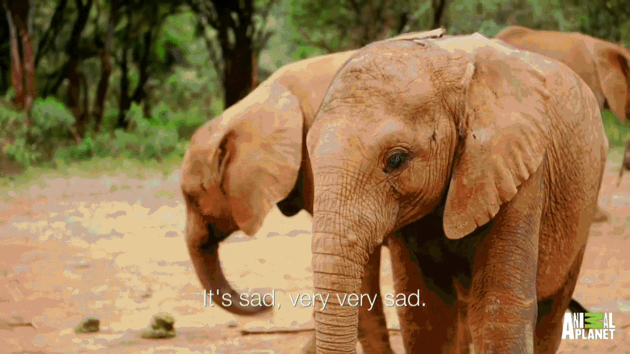 Dieren Cartoons Schattig Olifant Gifs klassiek dumbo 