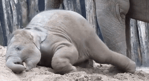 Olifant GIF. Dieren Olifant Gifs Lint 