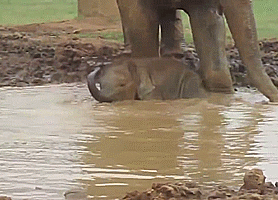 Olifant GIF. Dieren Olifant Gifs Vast Tandpasta 