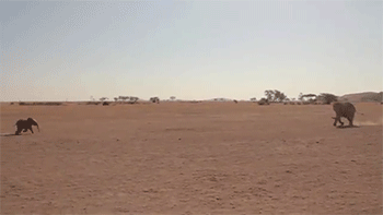 Dieren Olifant Gifs 