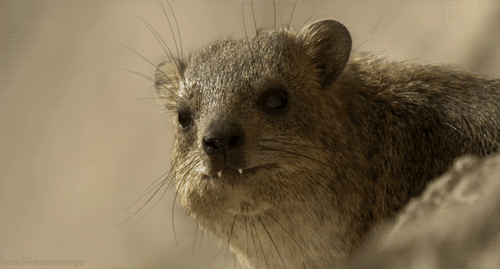 Dieren Olifant Gifs 