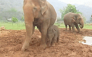 Olifant GIF. Dieren Olifant Gifs Animalsbeingjerks Ruk 