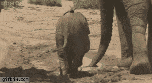 Baby GIF. Dieren Olifant Baby Gifs Vallend 