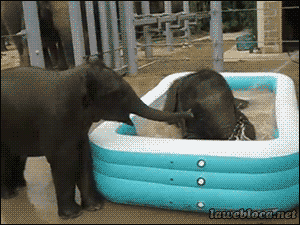 elephant-of6GRL.gif