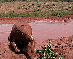 Olifant GIF. Dieren Olifant Gifs 