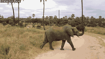 Dieren Olifant Gifs cinemagraph 