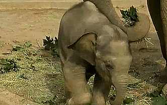 Dieren Olifant Gifs intrappen 