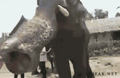 Olifant GIF. Dieren Olifant Gifs 