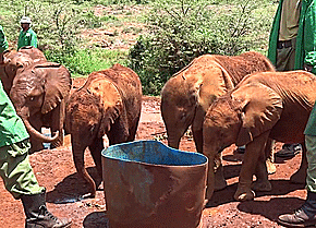 Olifant GIF. Dieren Olifant Gifs Haters 
