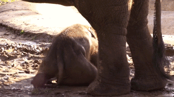 Dieren Olifant Baby Gifs vallend 