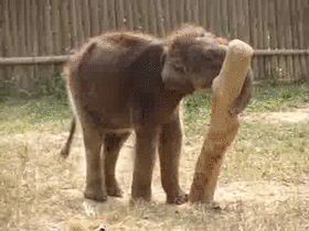 Baby GIF. Dieren Olifant Baby Gifs Vallend 