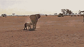 Olifant GIF. Dieren Olifant Gifs 