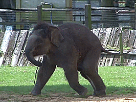 Olifant GIF. Dieren Olifant Dronken Gifs 
