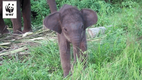 Dieren Olifant Baby Gifs romp 