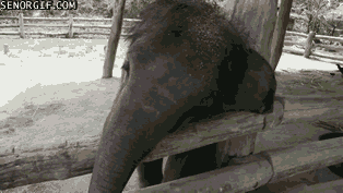 Dieren Olifant Gifs animalsbeingjerks jackass 