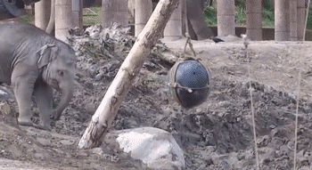 Dieren Olifant Gifs 
