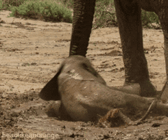 Olifant GIF. Dieren Olifant Gifs Schilderij 