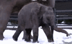 Olifant GIF. Dieren Olifant Baby Gifs Gepoept 