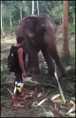 Dieren Olifant Gifs 