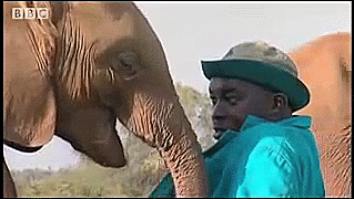 Dieren Olifant Gifs 
