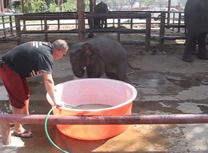 Olifant GIF. Dieren Olifant Gifs 