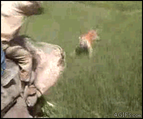 Olifant GIF. Dieren Kunst Olifant Gifs Cinemagraph Sepia 