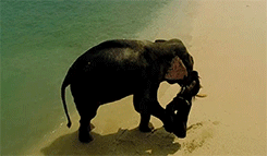Olifant GIF. Dieren Olifant Regenboog Gifs 