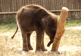 Olifant GIF. Dieren Olifant Gifs 