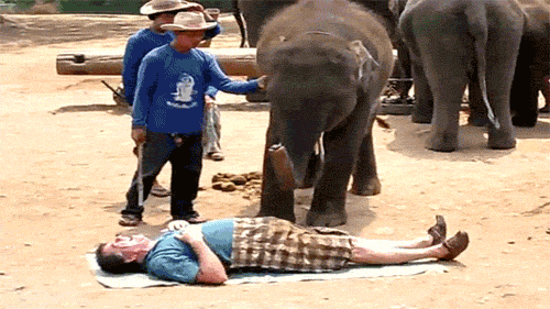 Dieren Olifant Roze Gifs MRW 