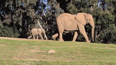 Dieren Olifant Gifs bus 