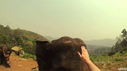 Olifant GIF. Dieren Olifant Dronken Gifs 