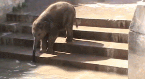 Baby GIF. Dieren Olifant Baby Gifs 