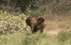Olifant GIF. Dieren Olifant Gifs 