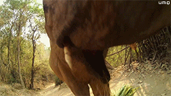 Olifant GIF. Dieren Olifant Gifs Hond 