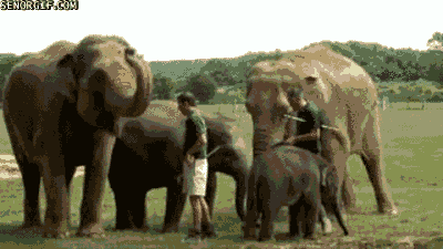 Dieren Olifant Gifs mislukken 