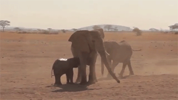 Dieren Olifant Gifs bus 