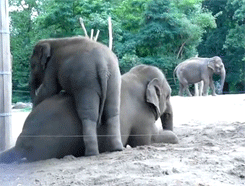 Baby GIF. Dieren Olifant Baby Gifs Gevecht 