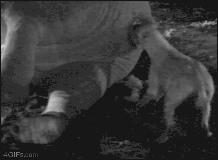 Dieren Olifant Gifs 