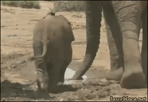 Olifant GIF. Dieren Olifant Gifs Bus 