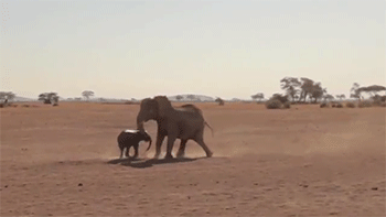 Dieren Olifant Gifs wasteds 
