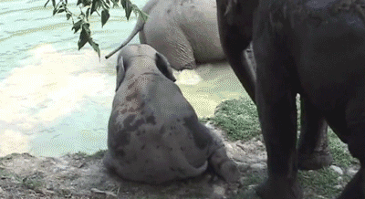 Dieren Olifant Gifs 