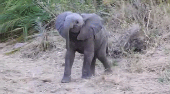 Dieren Olifant Baby Gifs gepoept 
