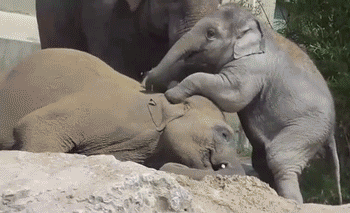 Dieren Olifant Gifs haters 