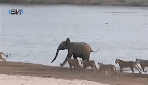 Dieren Olifant Gifs animalsbeingjerks ruk 