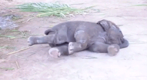 Olifant GIF. Dieren Olifant Gifs 
