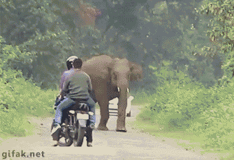 Dieren Olifant Regenboog Gifs 